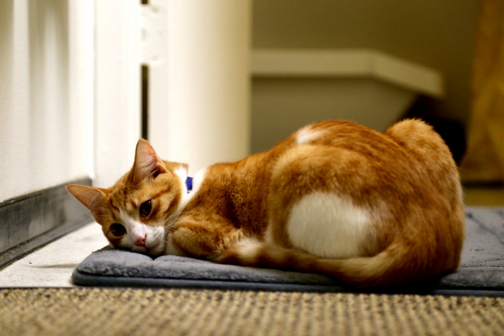 Hey Walcott Whatcha Thinkin About I Dont Know Just Cat Stuff I Guess.