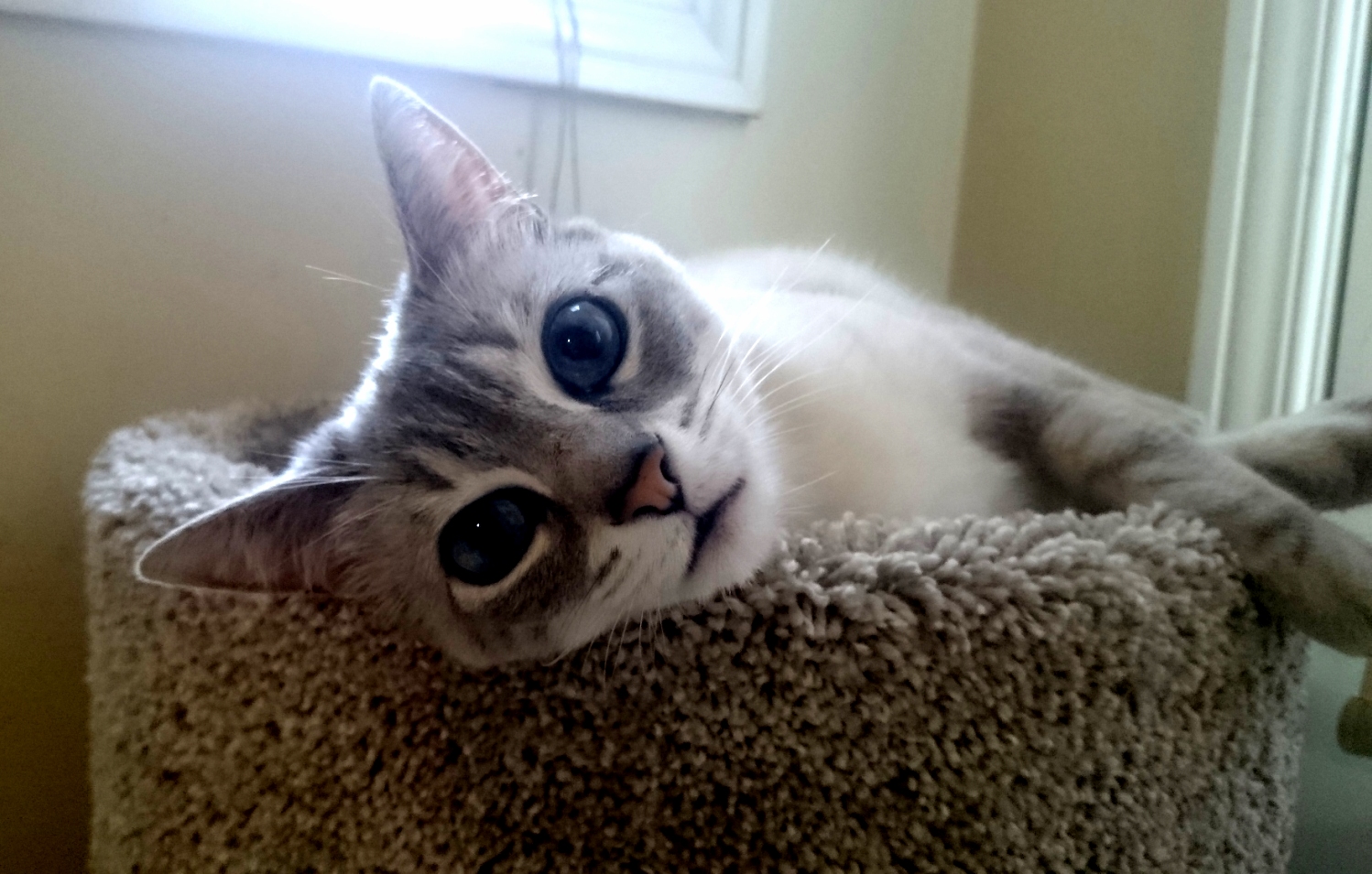 Hi Sweetie