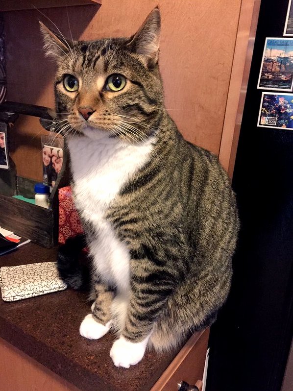 Hi We Have One 3 Year Old Cat and Brought 2 New Boys Home from the Shelter Today. Introduction Advice