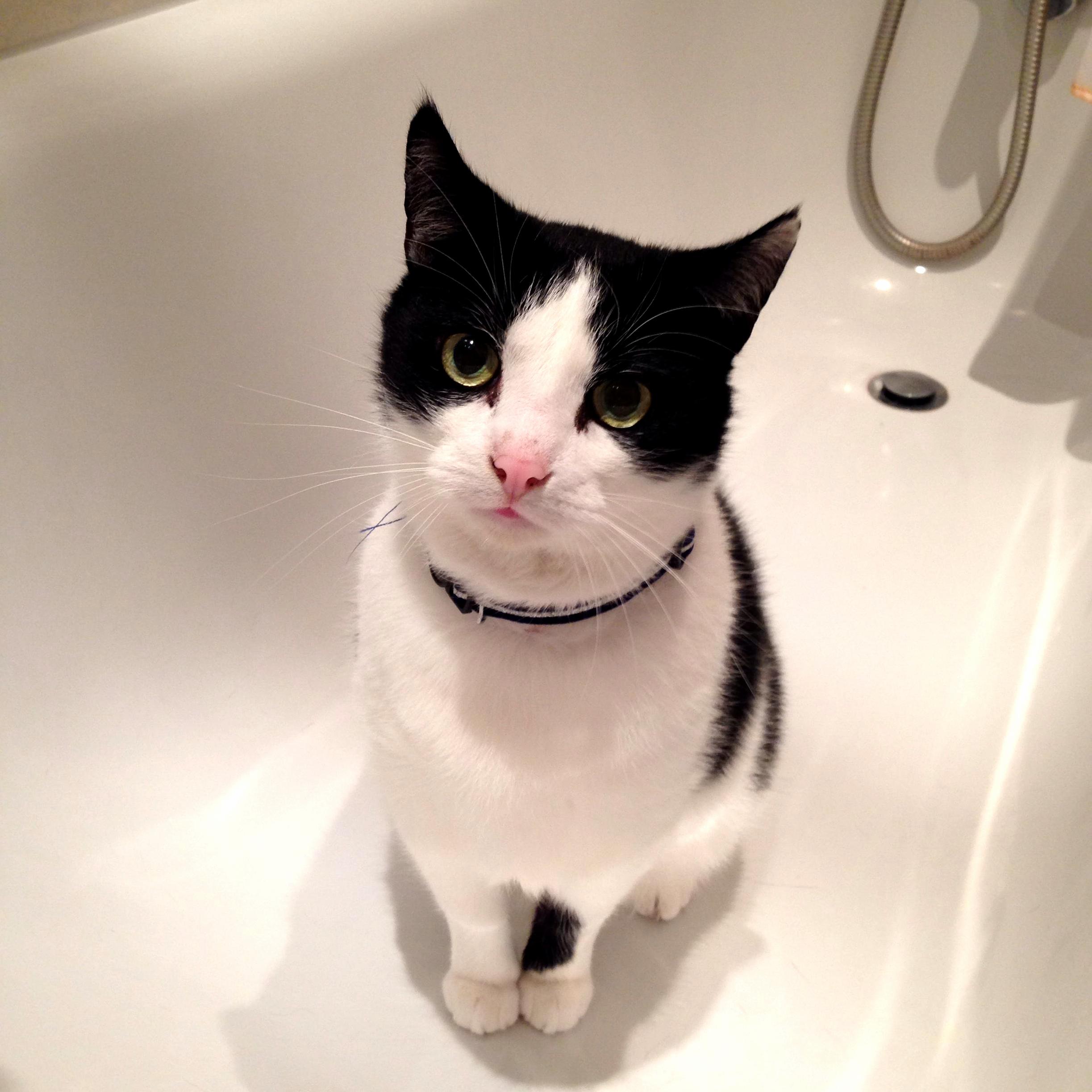 His Favourite Spot Whenever Im in the Bathroom...