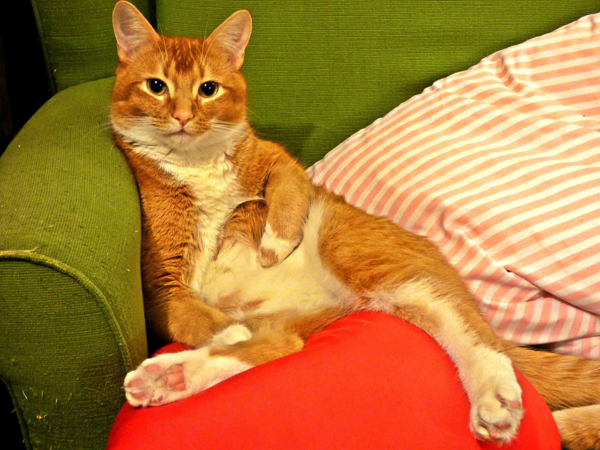 Horatio Is a Magnificent Creature.