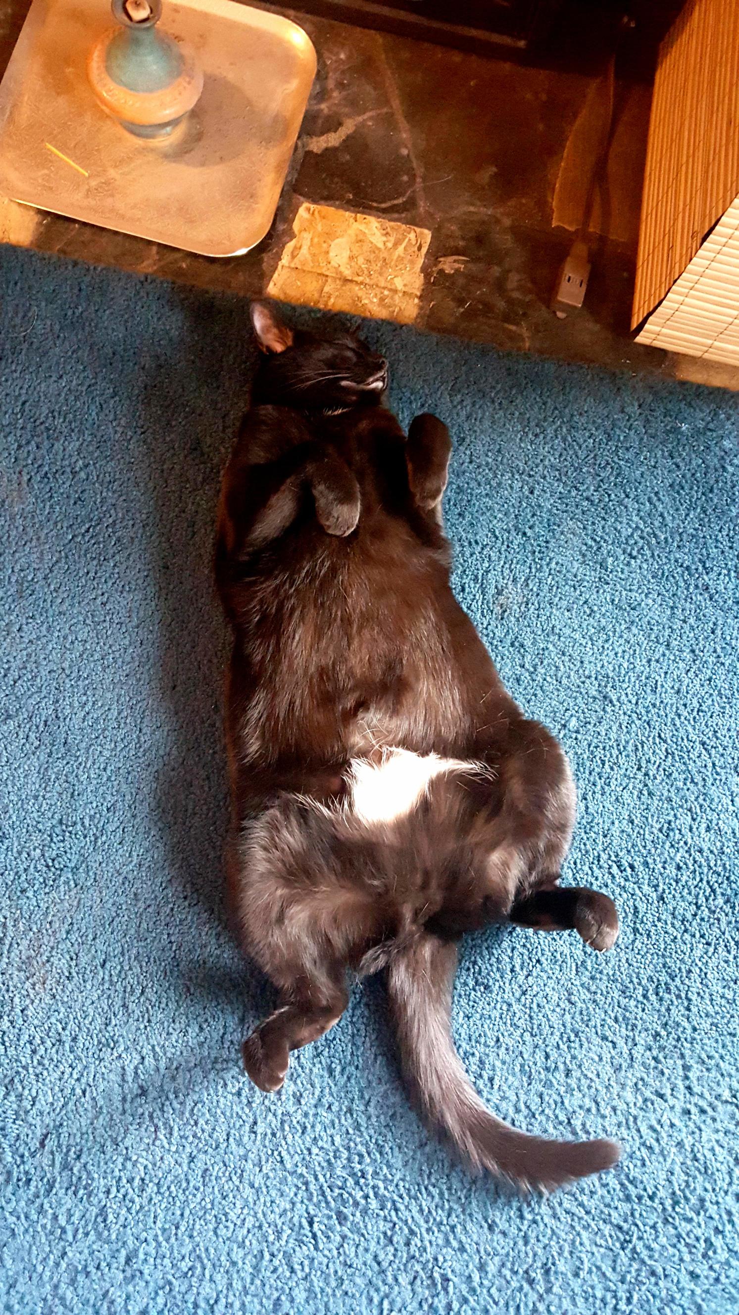 How Tory Naps