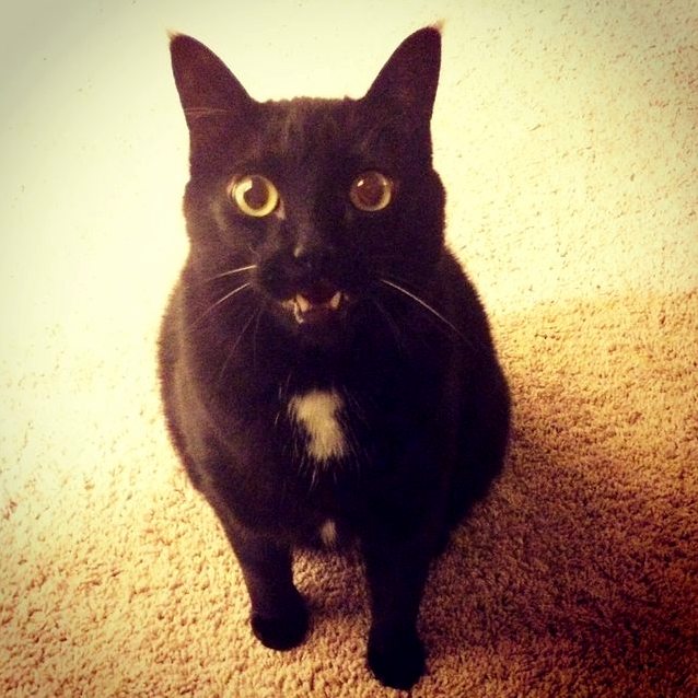 How Can You Say No to That Begging Face