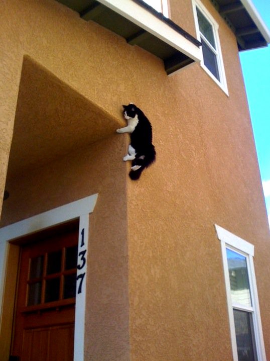 How Did She Get Up There