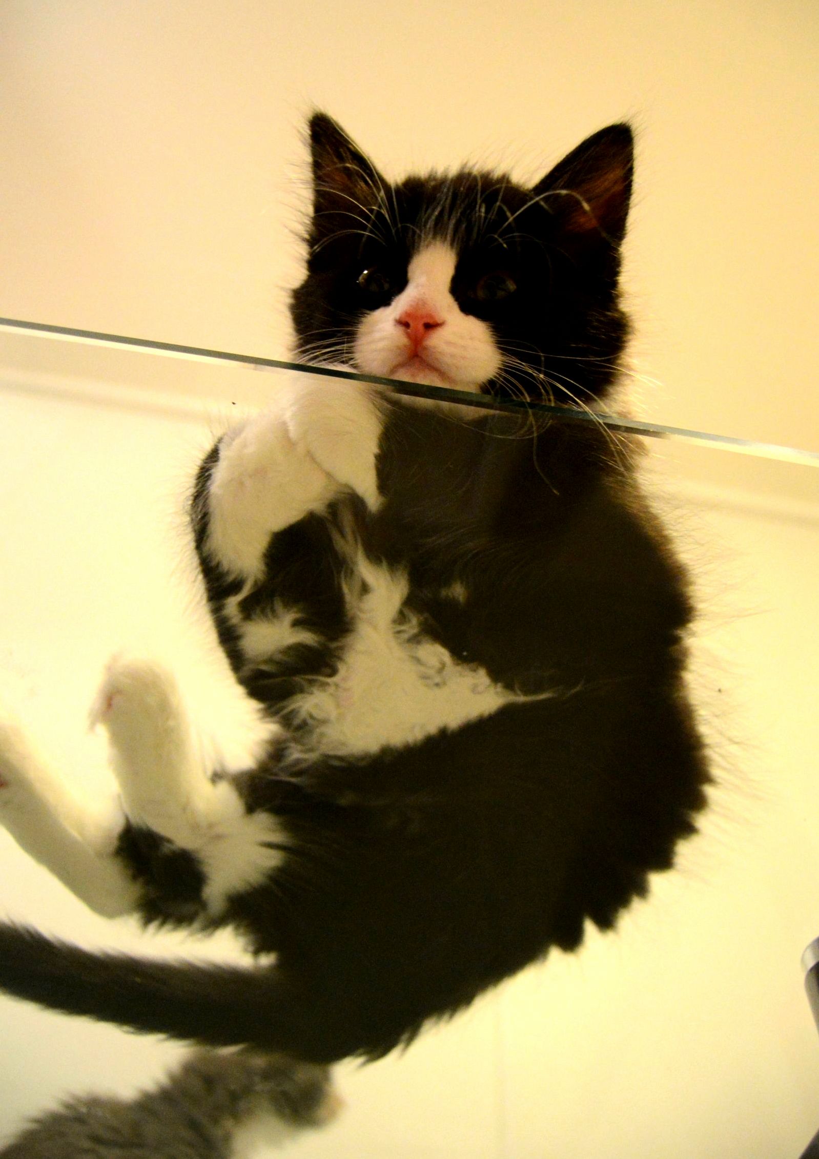 Human Why Are You Down There