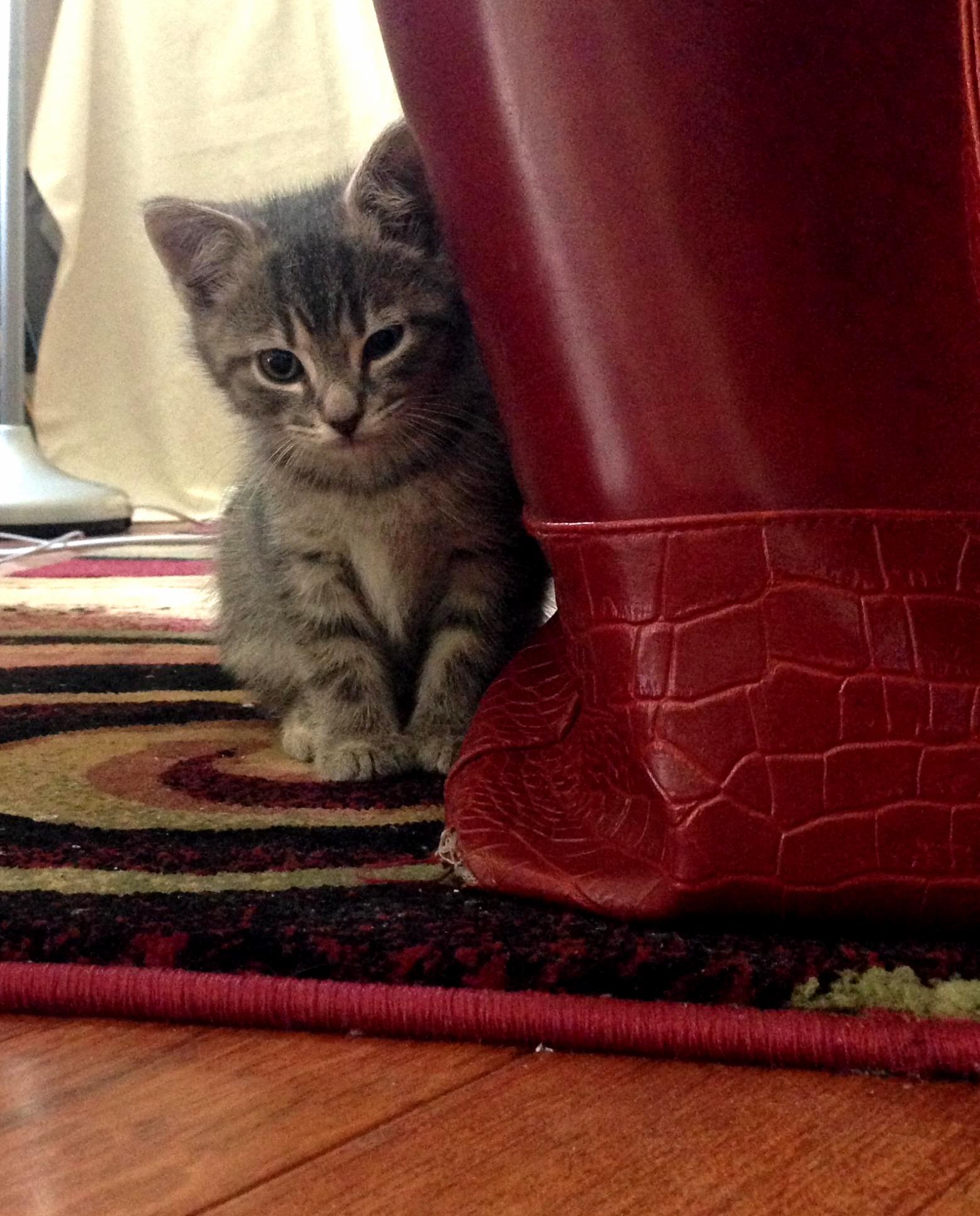 I Am a Cute Kitty.