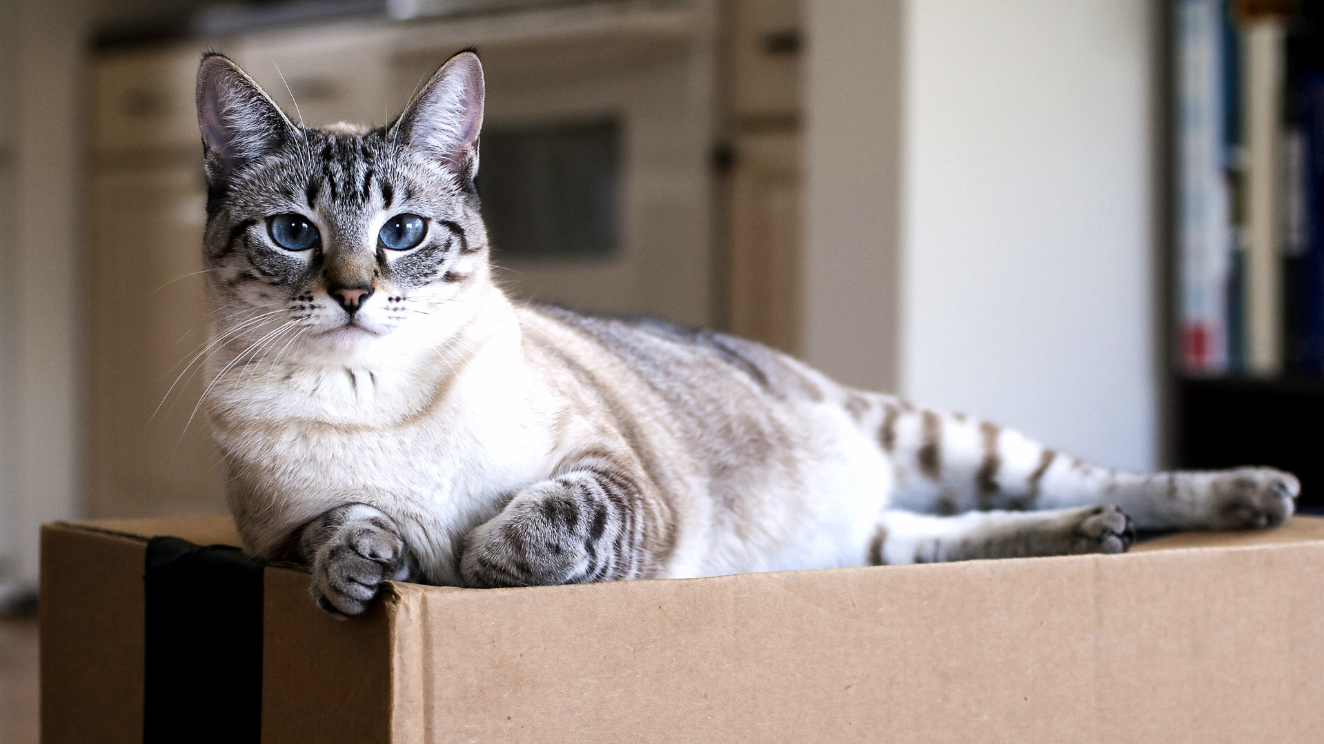 I Am Lyra Queen of the Cardboard Throne. Bow Before Me and Bring Me Tuna
