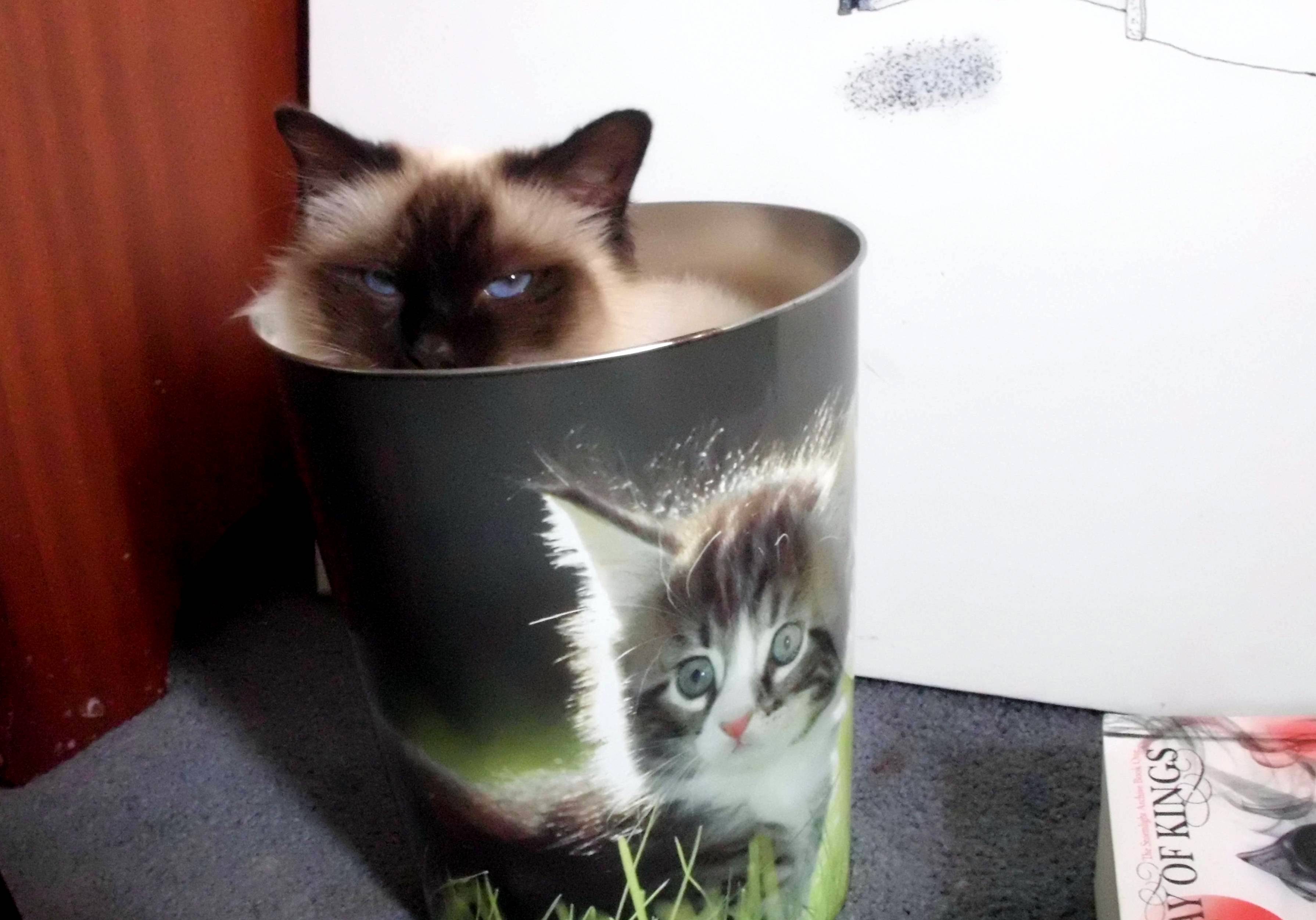 I Bought Myself a Cat Bin and Knew This Needed to Be Done