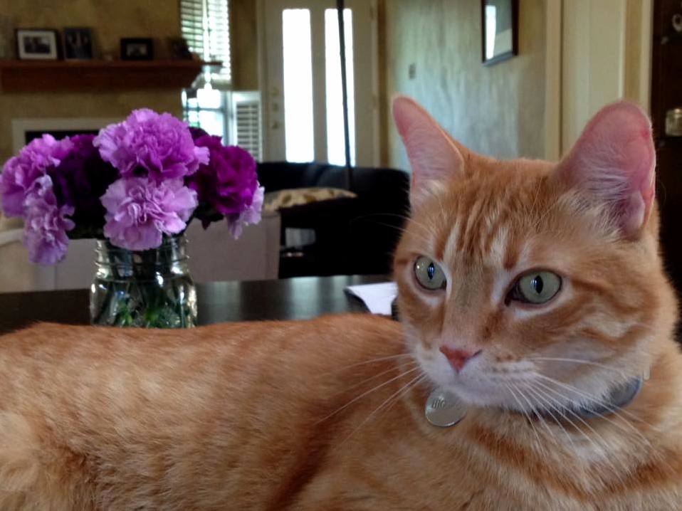 I Call This One Orange Cat and Purple Flowers
