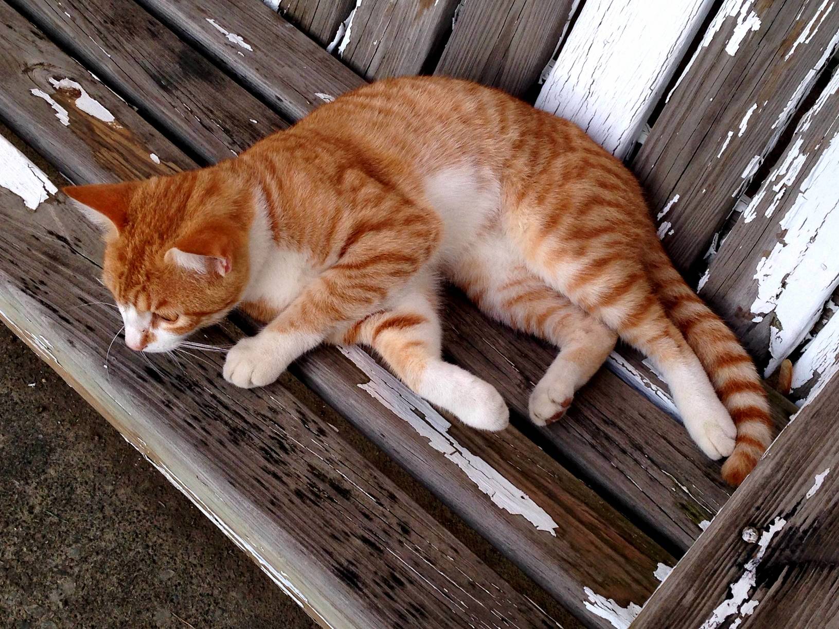 I Can Always Tell When This Friendly Stray Is in My Backyard Because He Has Two Robins That Follow Him Around and Chirp Stranger Danger to Other Birds