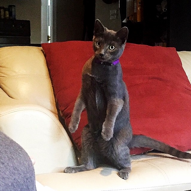 I Can Human