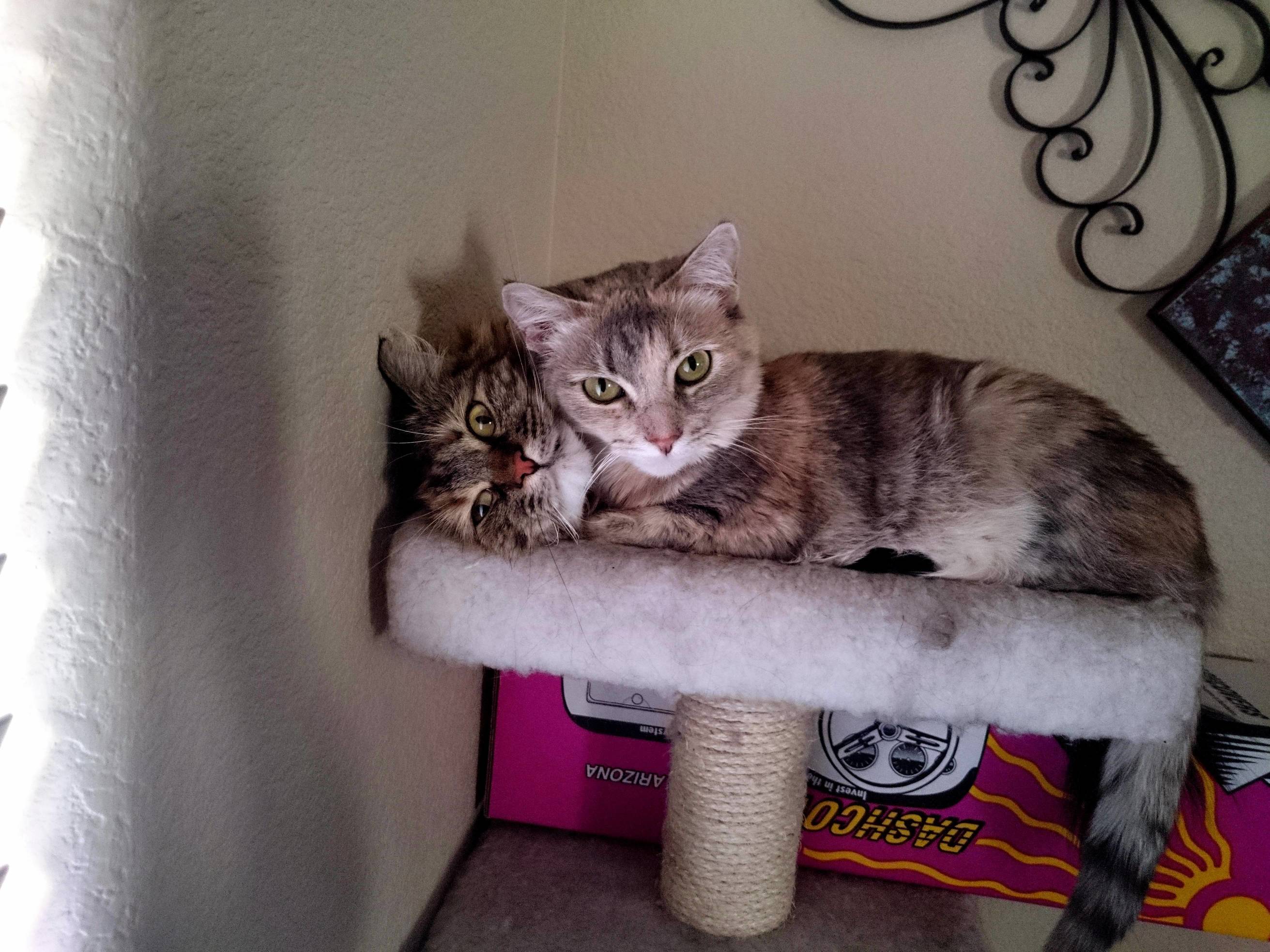 I Caught My Cats Cuddling