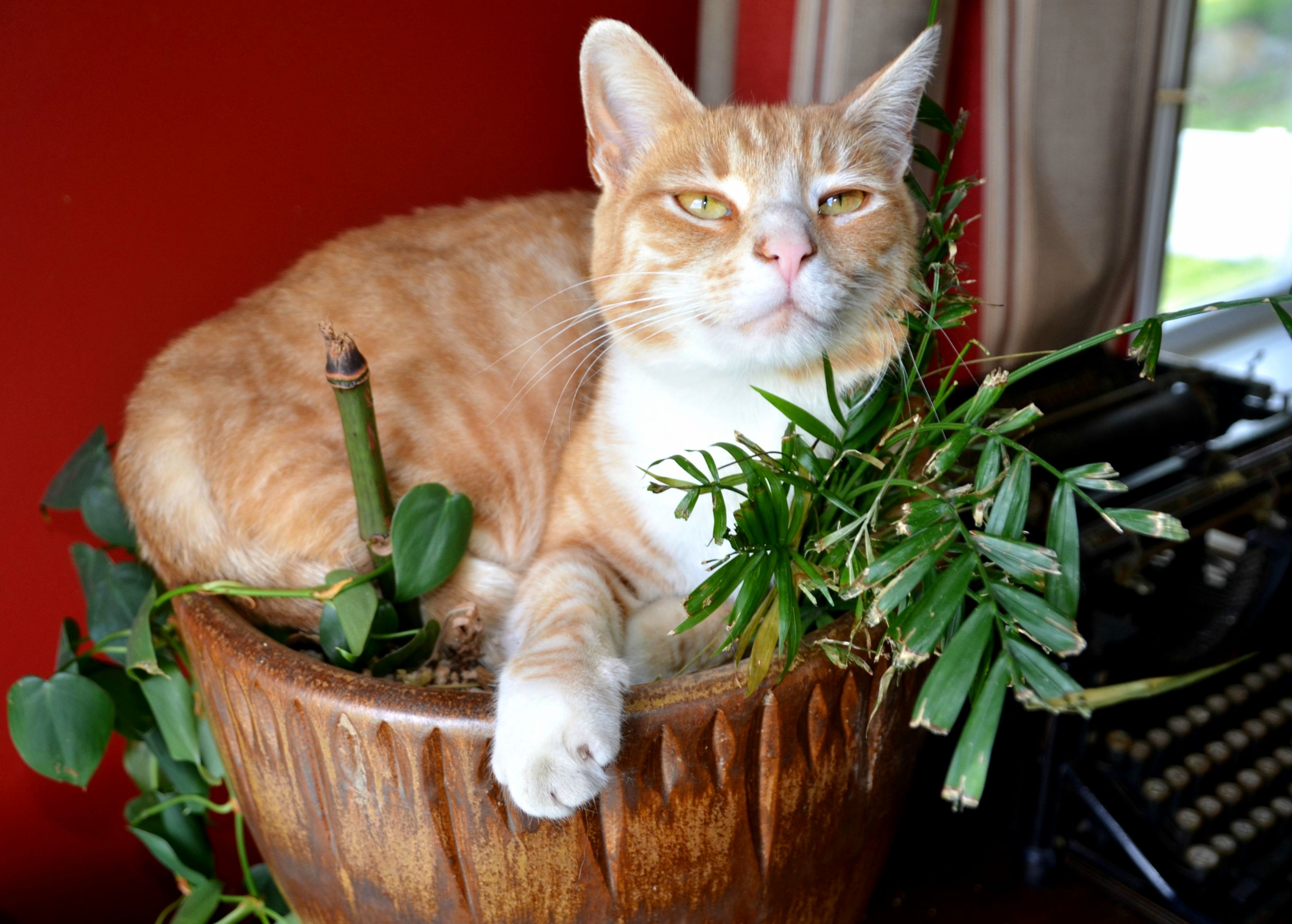 I Dont Even Try to Keep House Plants Alive Anymore.