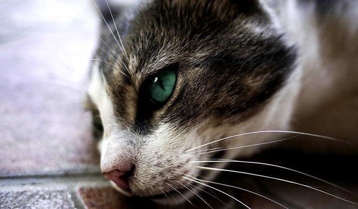I Found This Little Guy Under the Bridge. He Has Beautiful Eyes