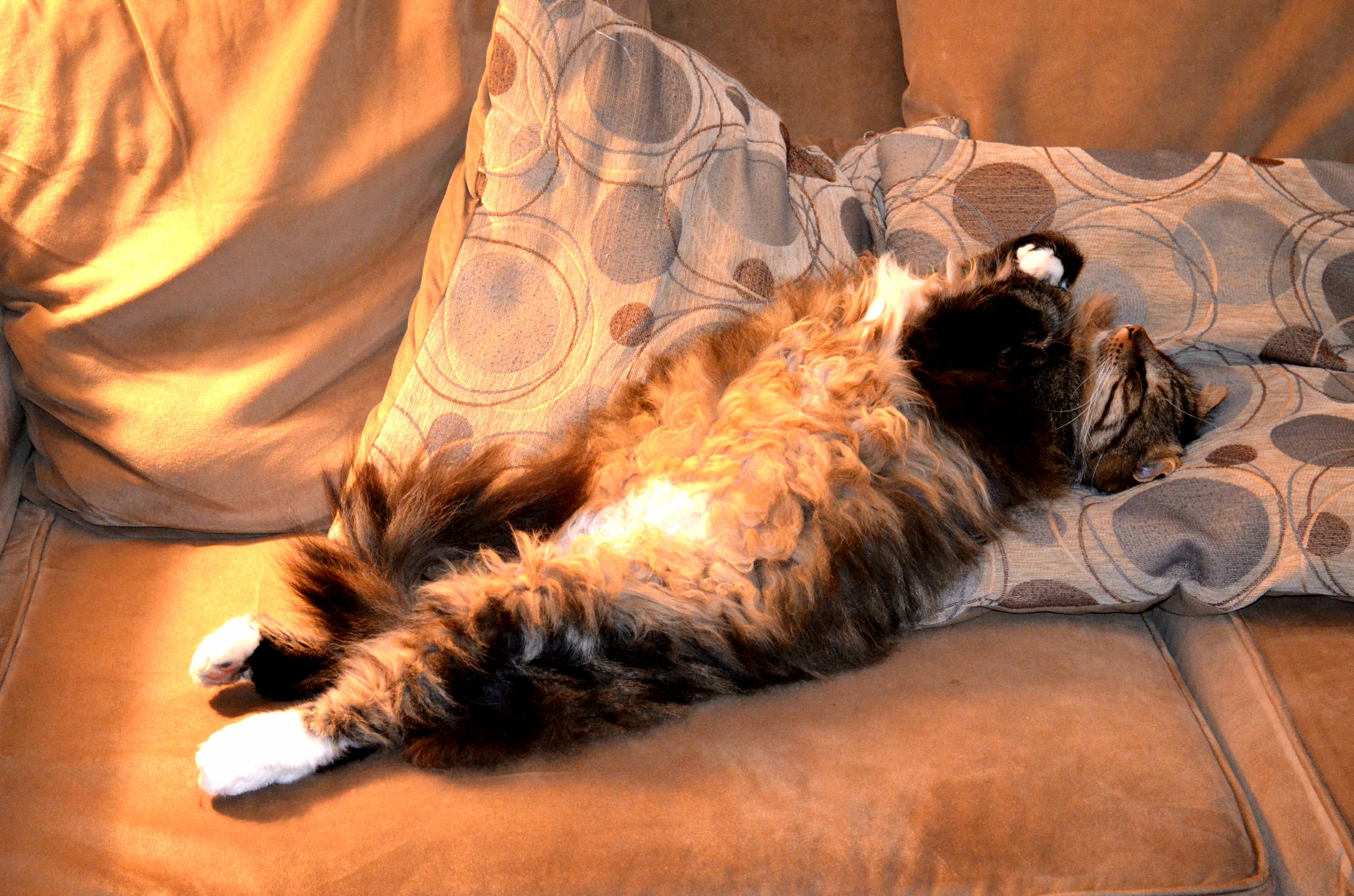 I Got a Big Fat Fluffy Maine Coon Too He Is My Big Baby