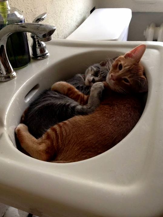 I Guess I Wont Be Using the Sink Its a Good Thing Theyre So Cute