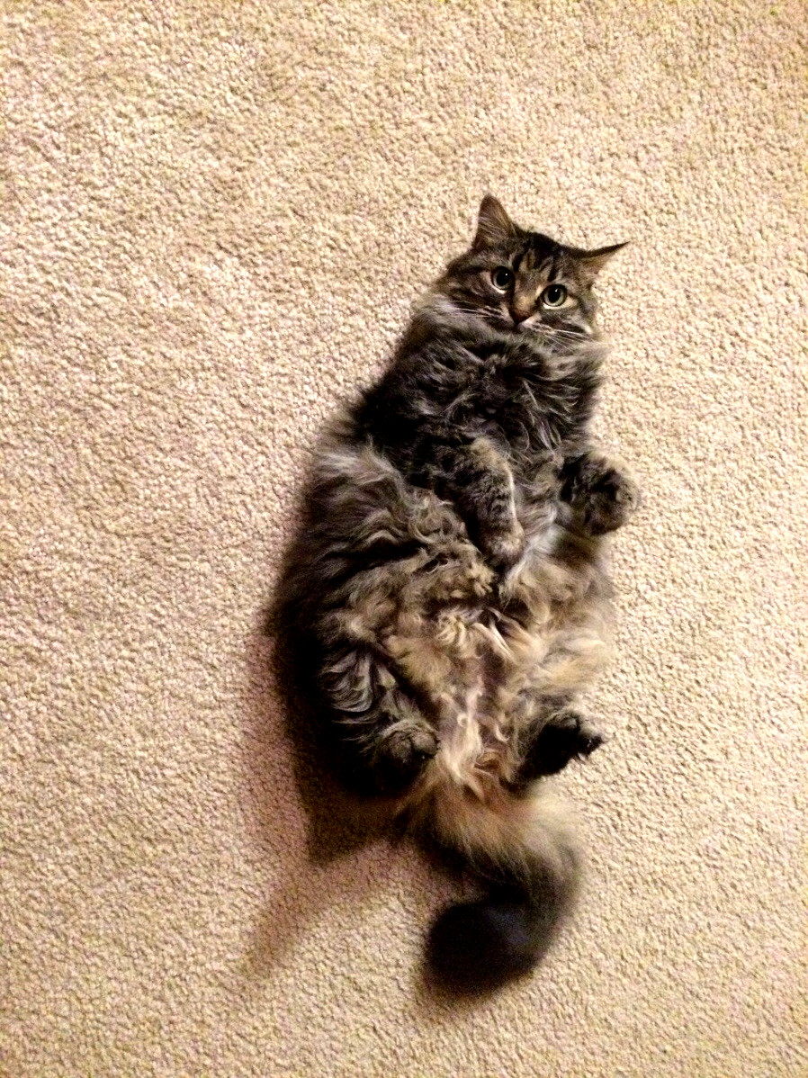 I Just Love Her Raccoon Tail...