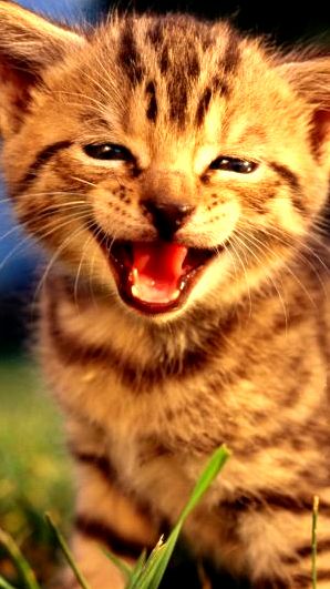 I Ll Be a Wild Lion When Grown Up