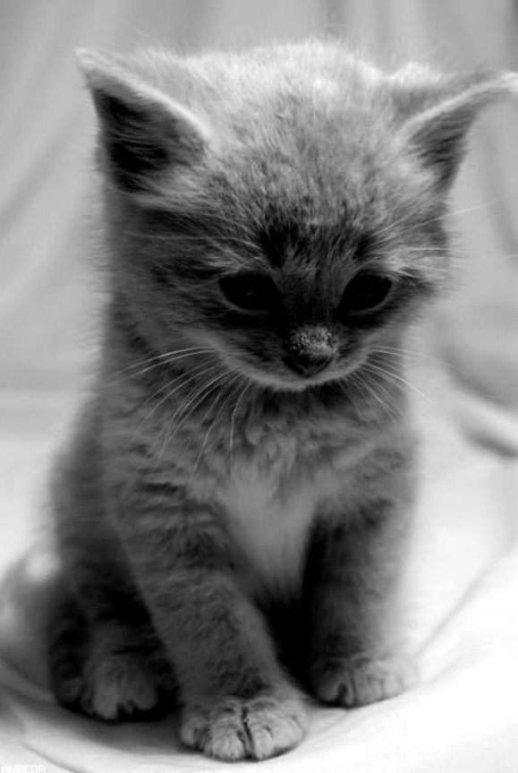 I Ll Wait Until the Mouse Calms Down Shes to Fast for Me