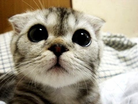 I Love This Cute Eyes U