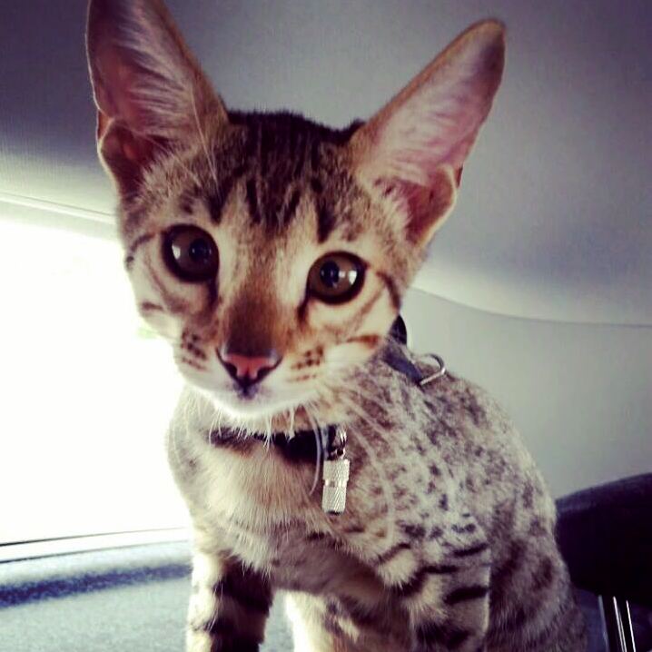 I Love This Little Guy