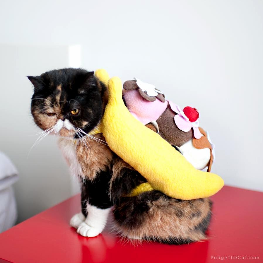 I Prefer My Banana Split in a Bowl Just Like Any Civilized Cat.