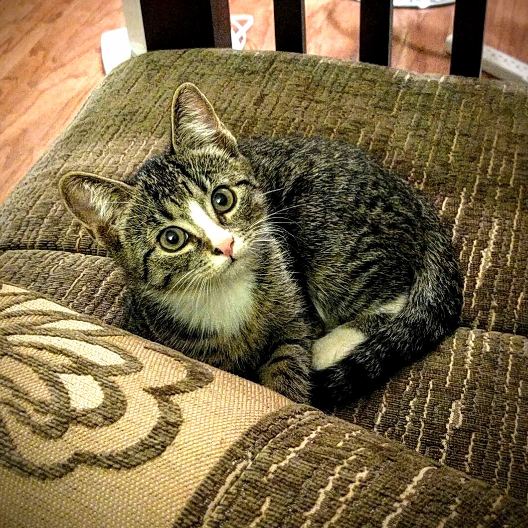 I Recently Welcomed a Kitten Into My Home for the First Time. Say Hello to Lucca