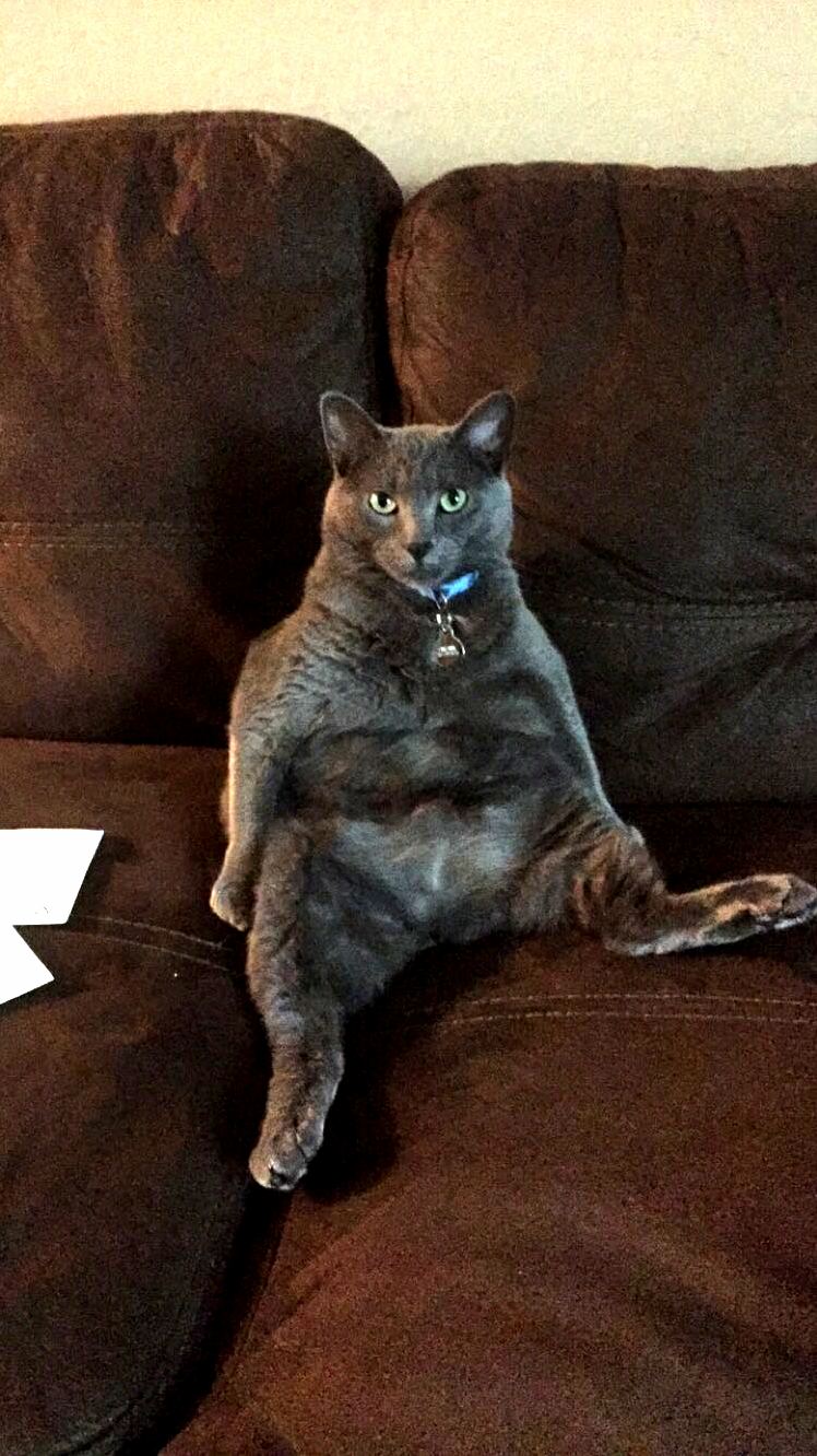 I Think He Forgot How to Cat.