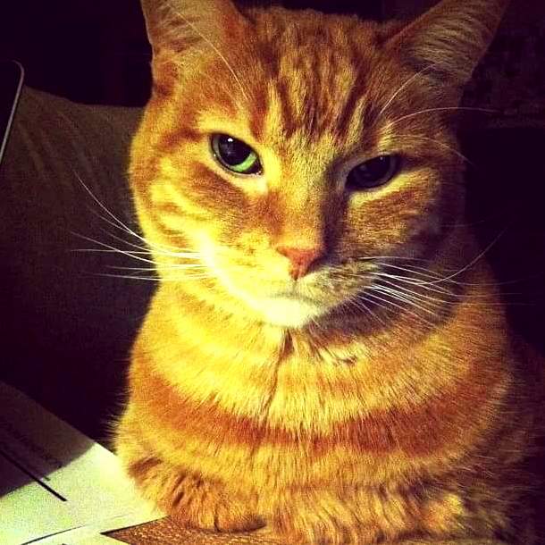 I Think My Cat Should Be a Model. Here Are His Sexy Bedroom Eyes.