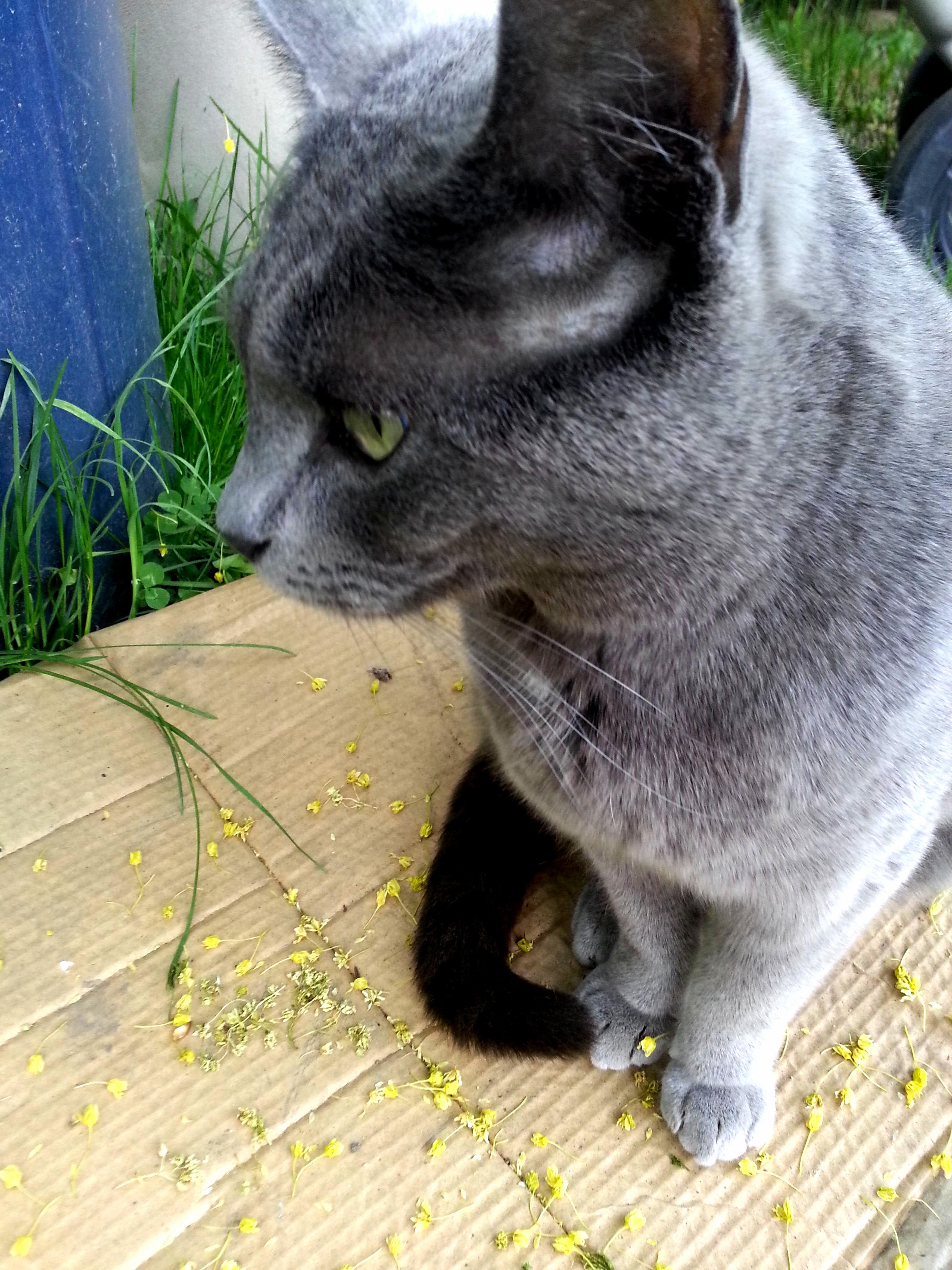 I Think the Pollen Is Getting to My Cat.