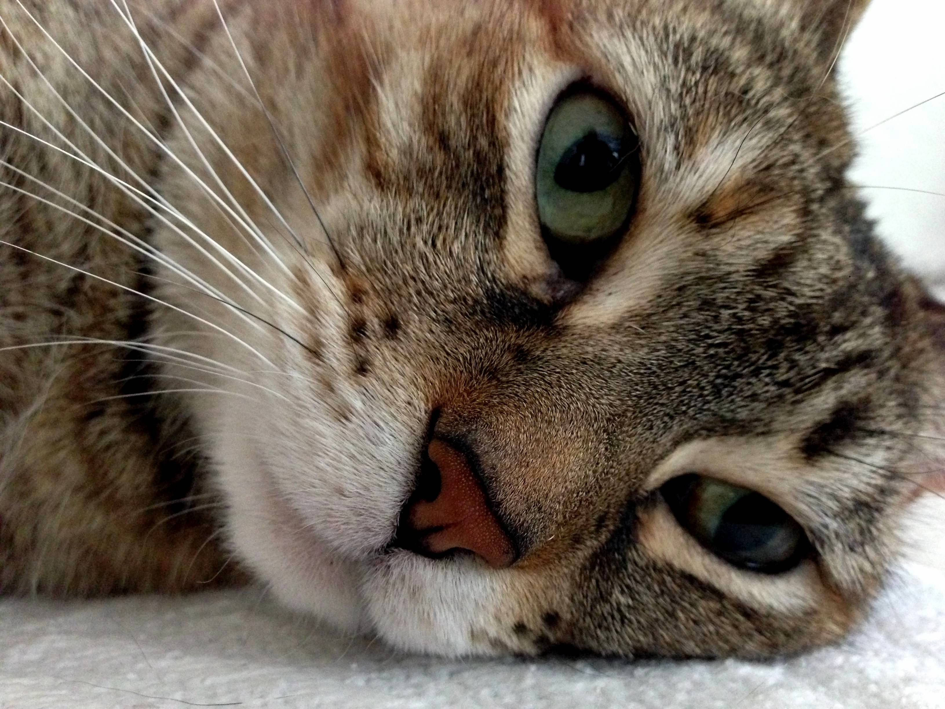 I Thought This Was a Cool Pic. My Friends Cat Redah.