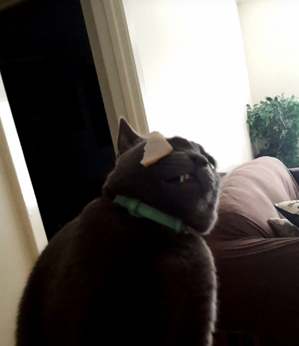 I Tried to Give My Cat Some Turkey but He Didnt Approve.