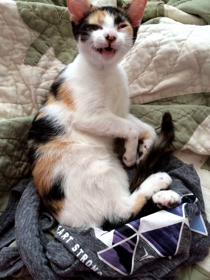 I Tried to Take a Pic of My Foster Kitten Yawning ...