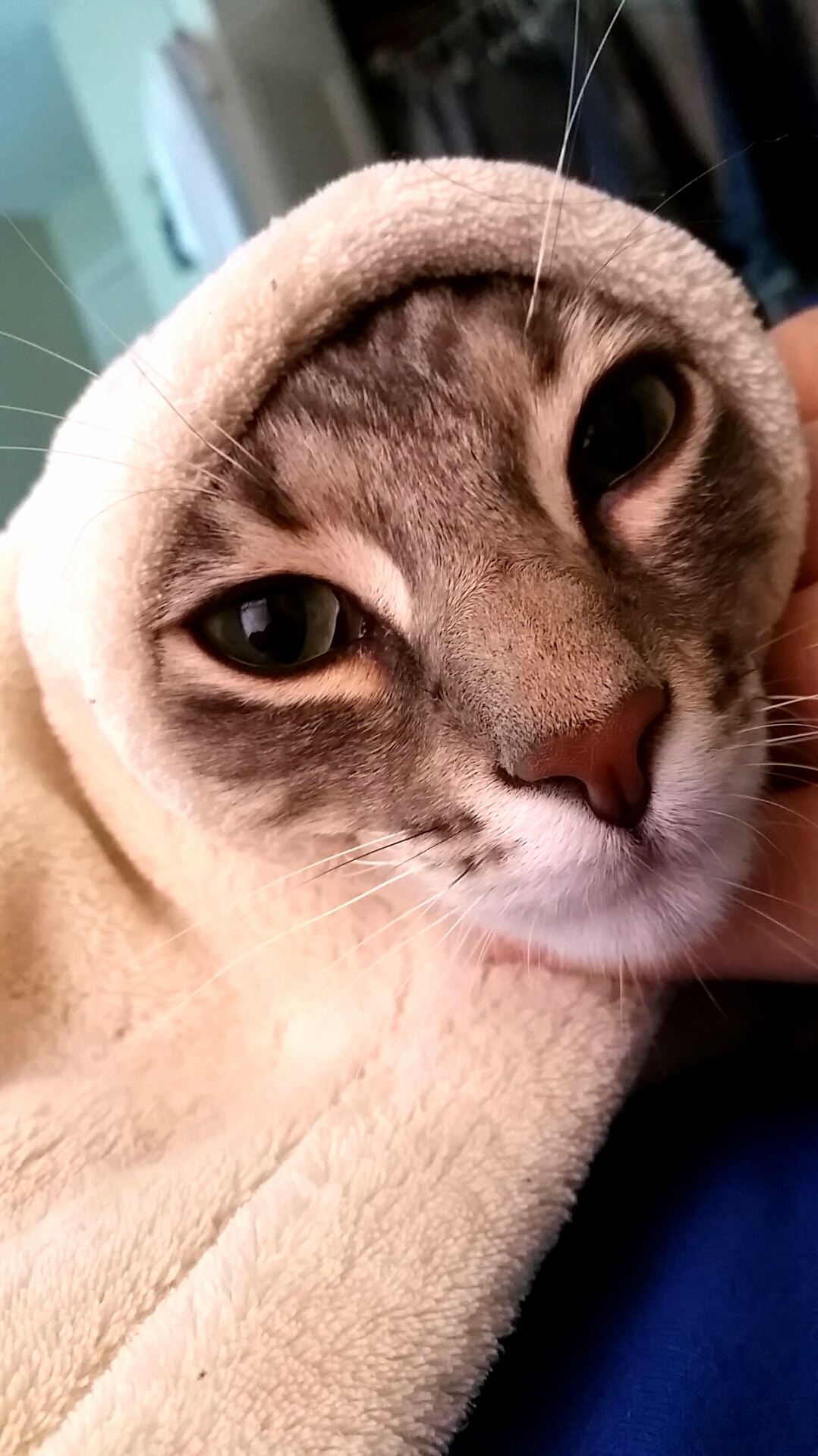 I Turned Him Into a Burrito. Were Not on Speaking Terms Right Now.