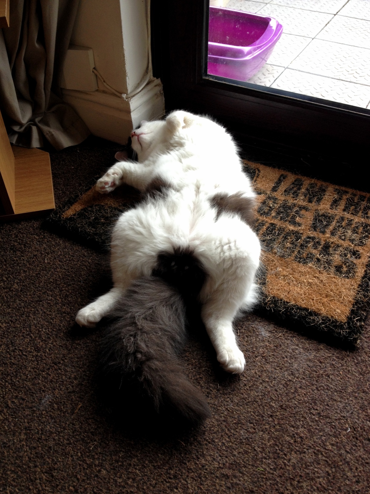 I Was Told They Were Graceful Creatures. There Was Snoring Involved.