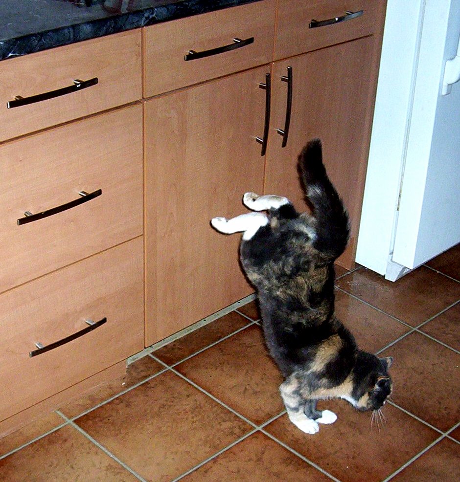 I Wasnt Up on the Counter Nope Not Me.