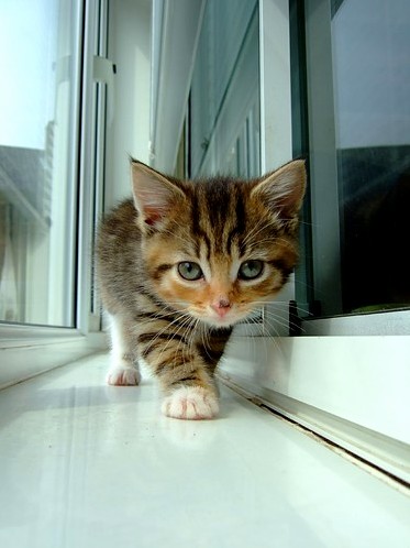 I Will Escape the Humans...