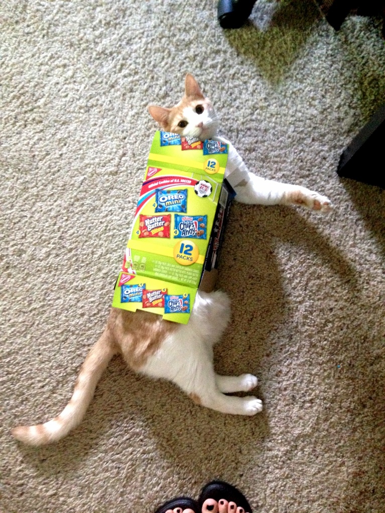 If I Fits.