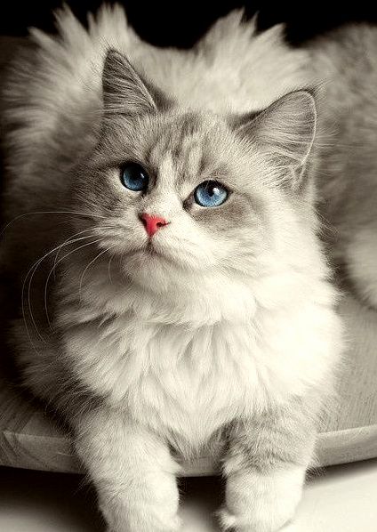 Im a Beautiful Cat and Not an Evil Kitty