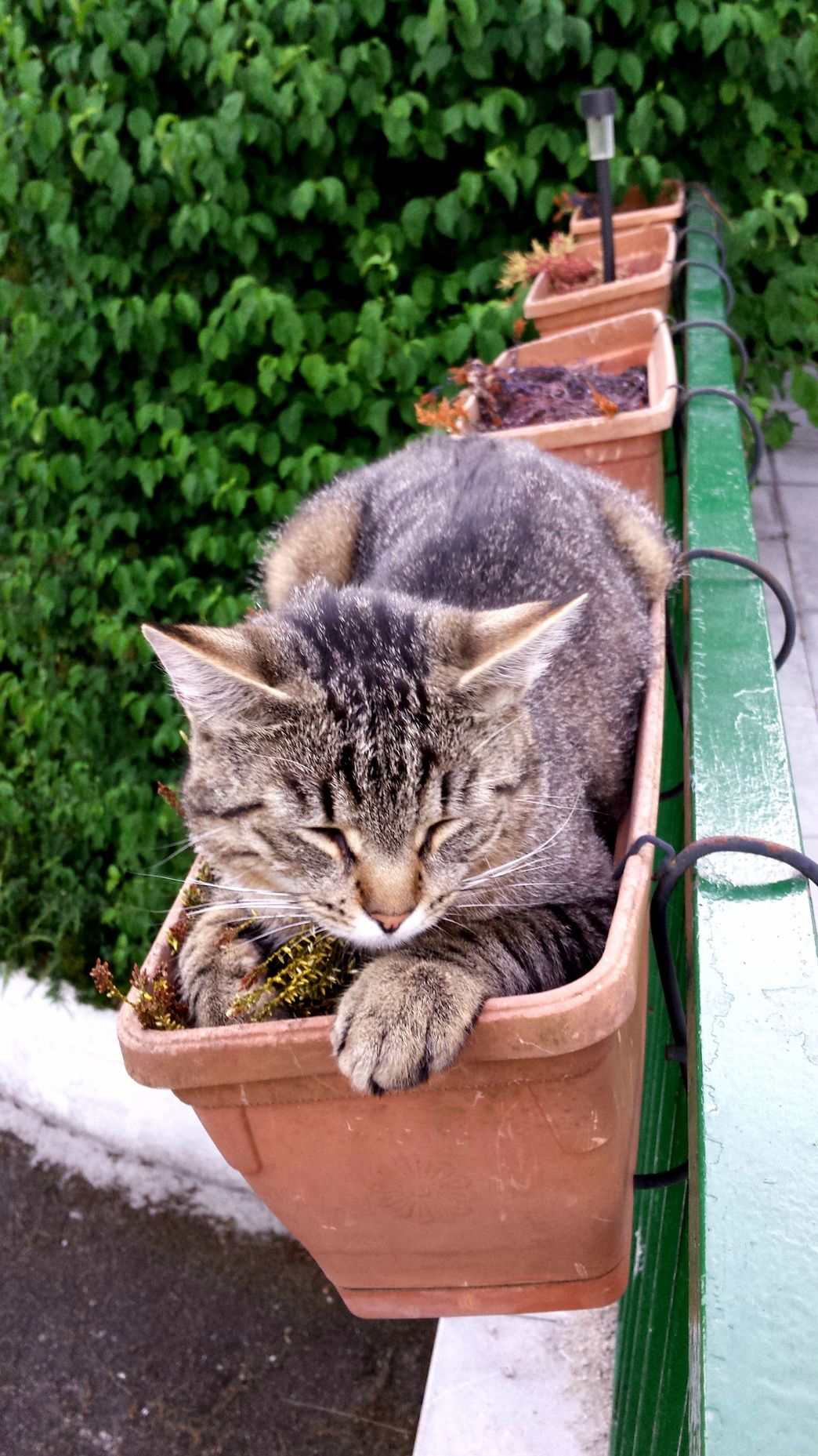 Im a Plant