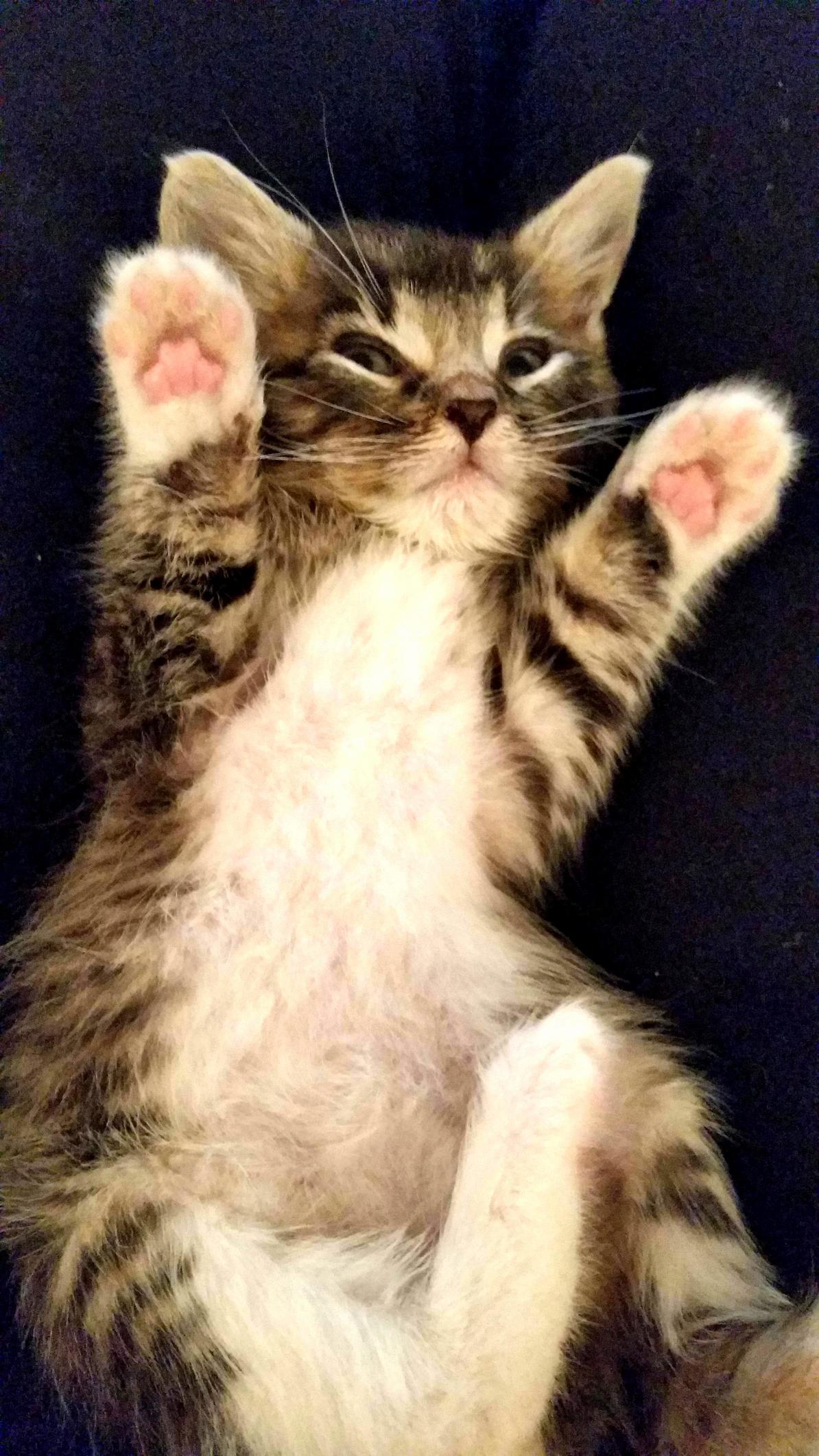 Im Fostering Kittens. This Little Guy Didnt Make It. Im Heart Broken.