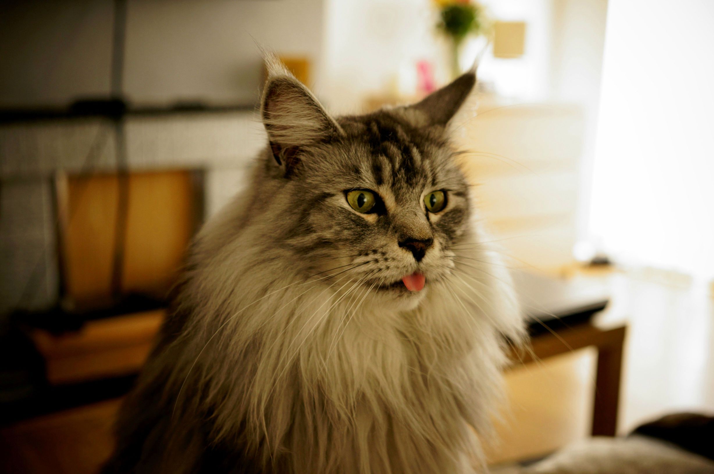 Is My Maine Coon Trying to Tell Me Something Derpy Kitty