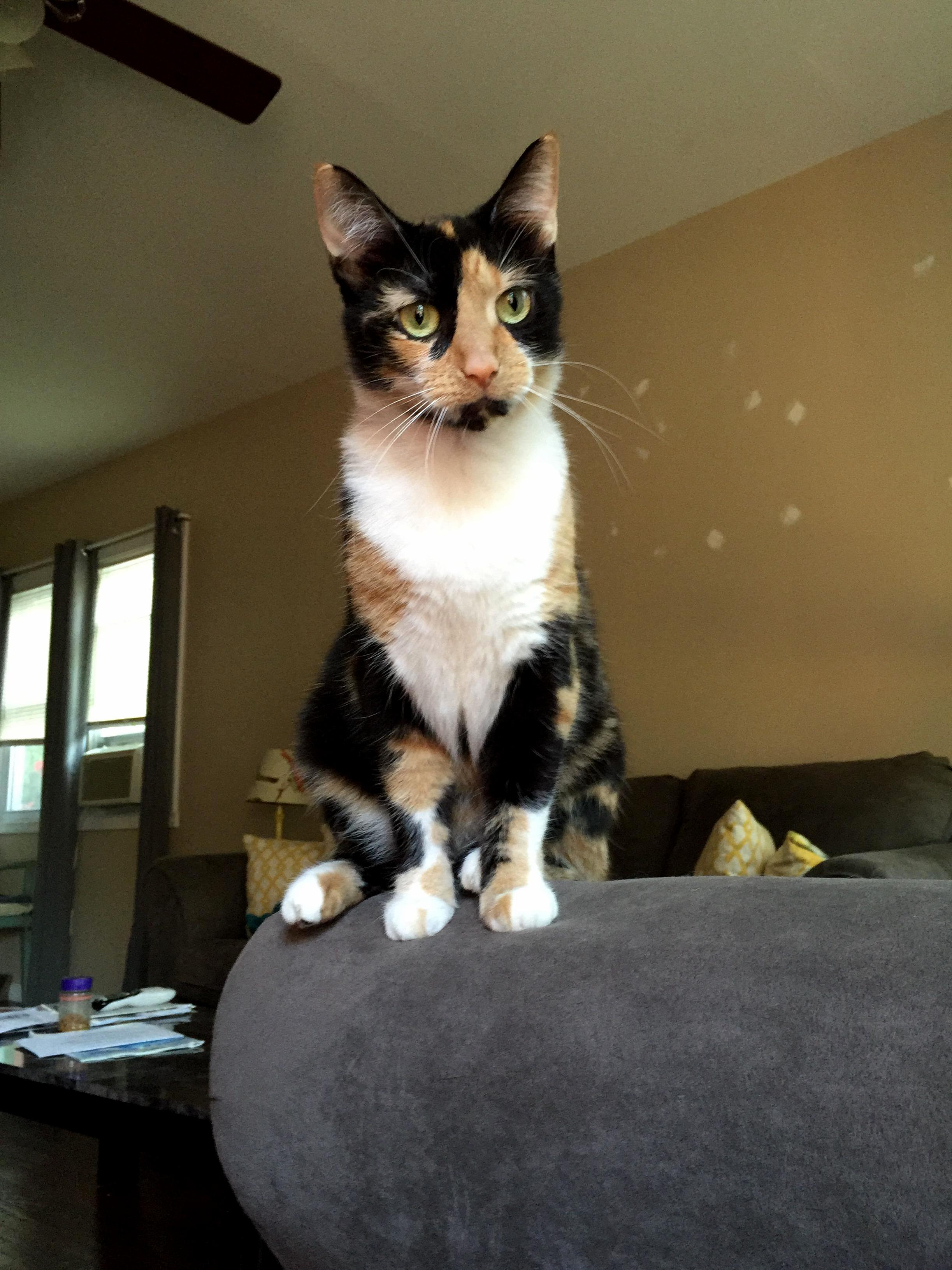 It Is Very Rare That My Beautiful Calico Kitty Blesses Me with Her Presence