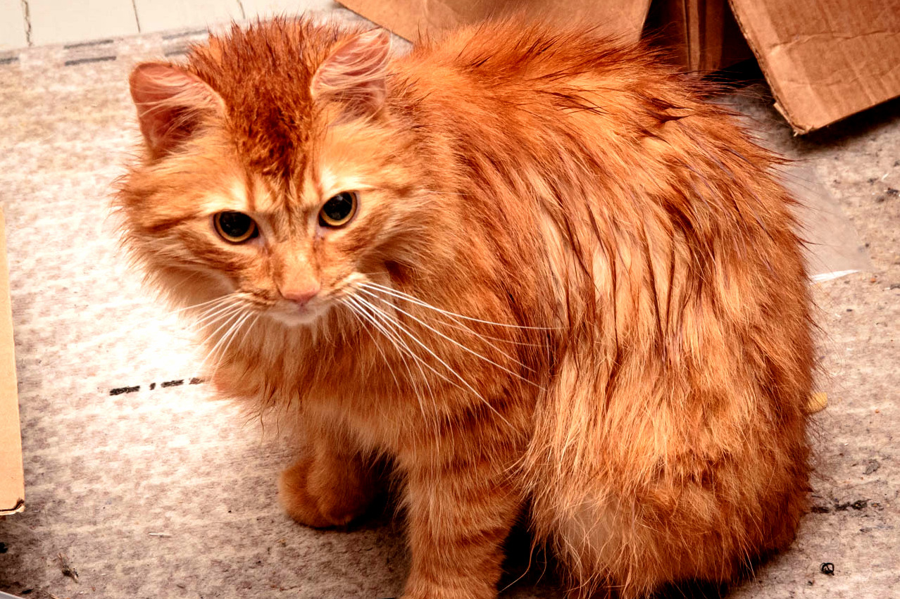Its Always Lovely to Welcome a Soaking Wet Cat Home. Loveliness Not Guaranteed