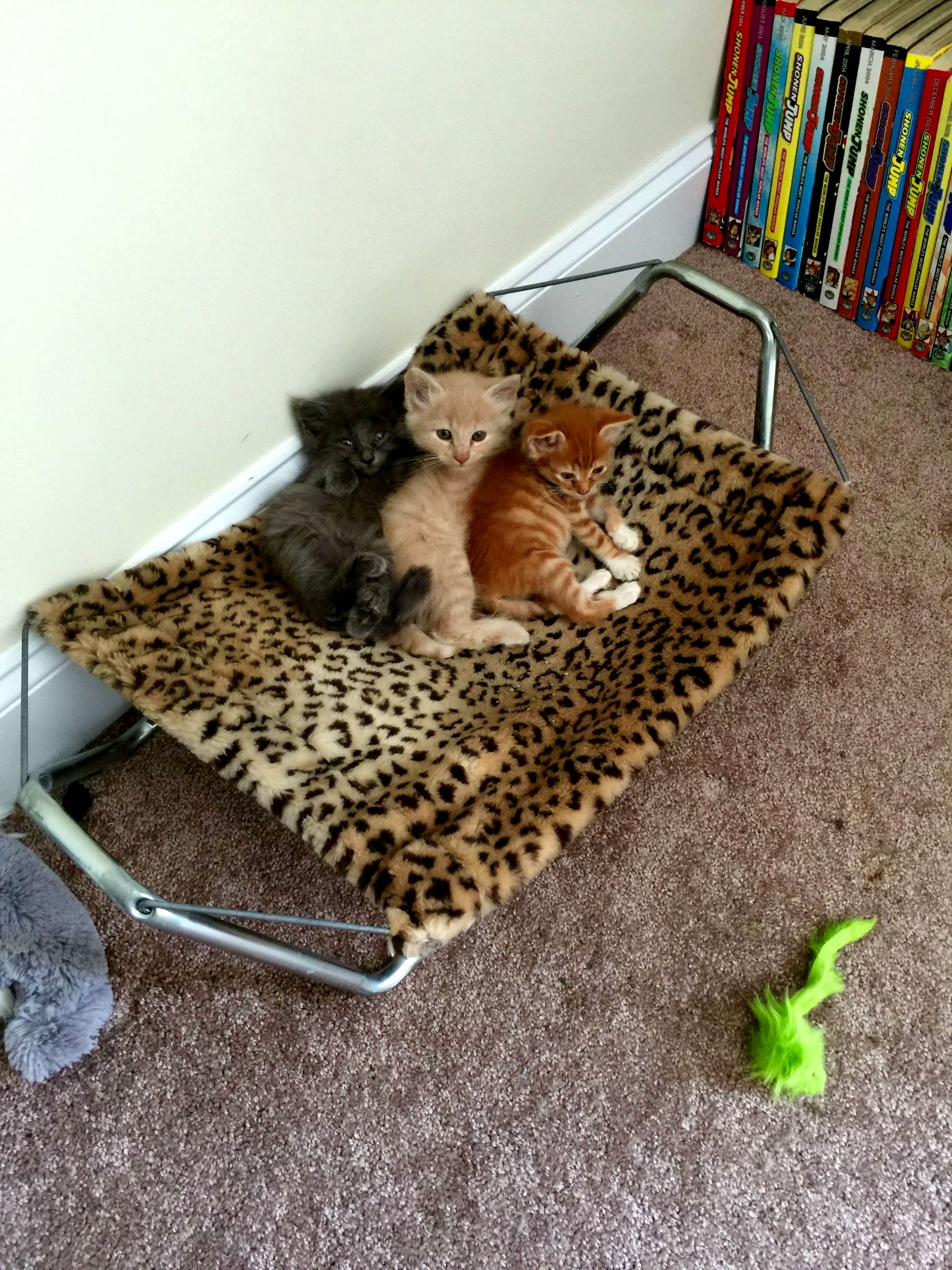 Its Exhausting Being So Adorable.