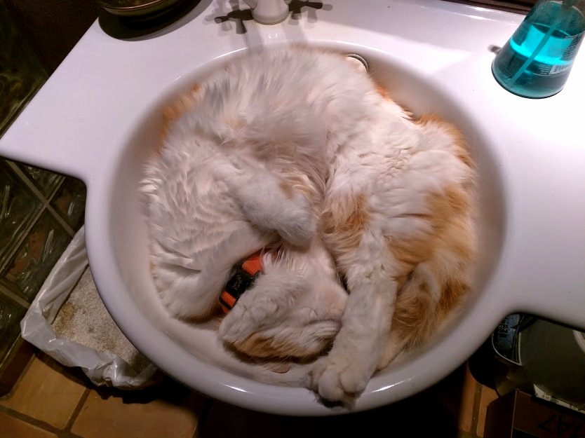 Its Like He Was Just Poured Out of the Tap Forming a Floof Puddle.