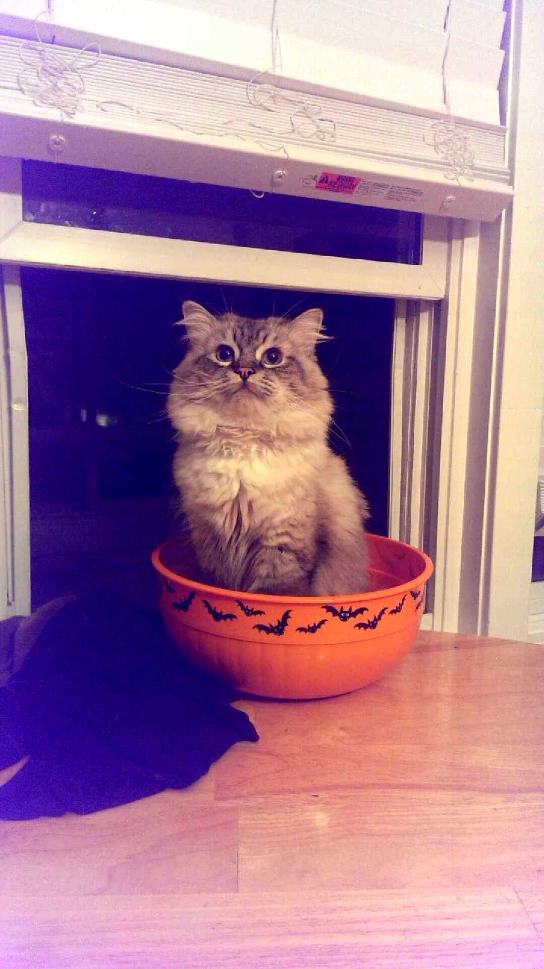 Its October 1st and Zeek Is Ready for Halloween.