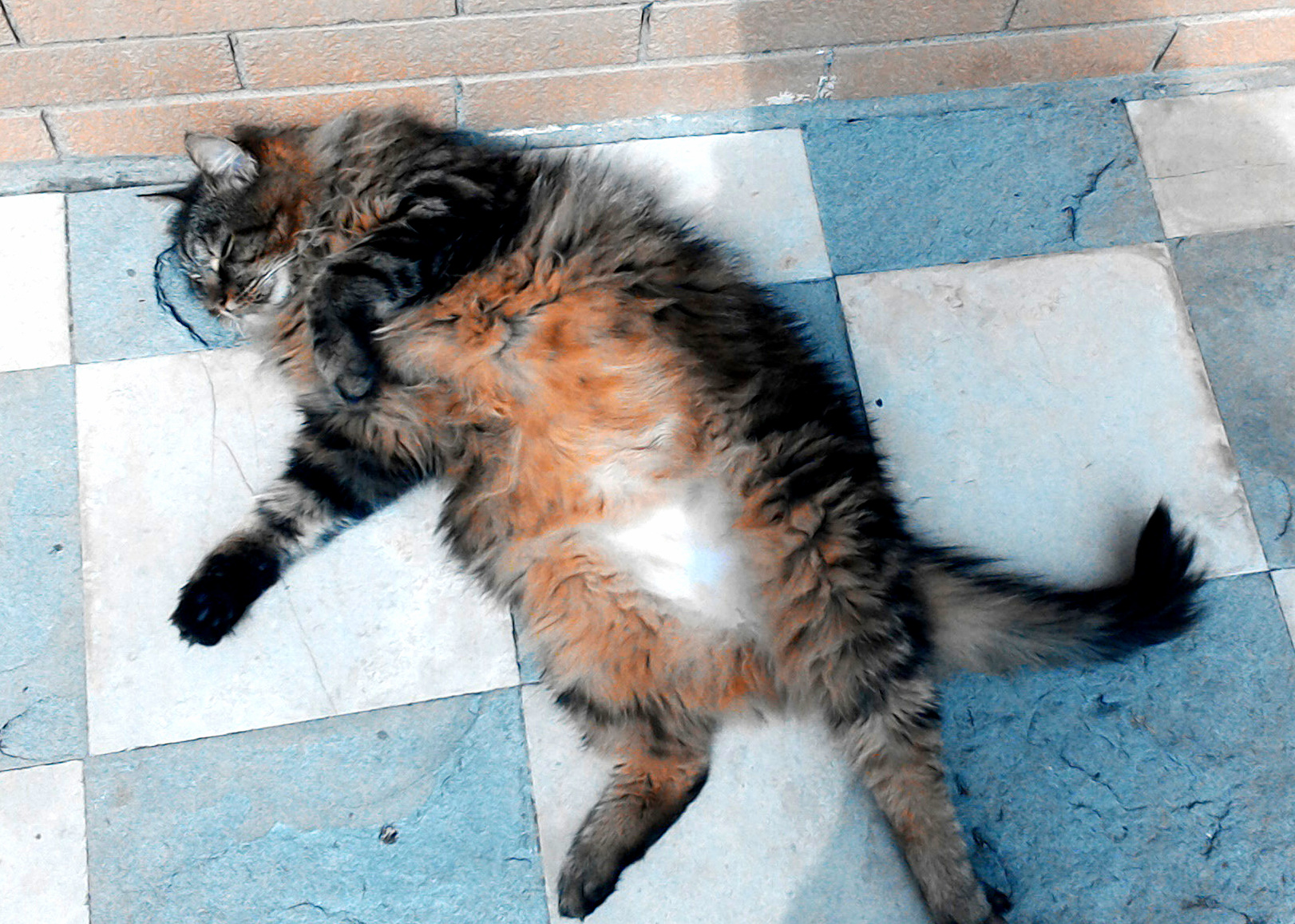 Its Time for a Belly Rub Humans.