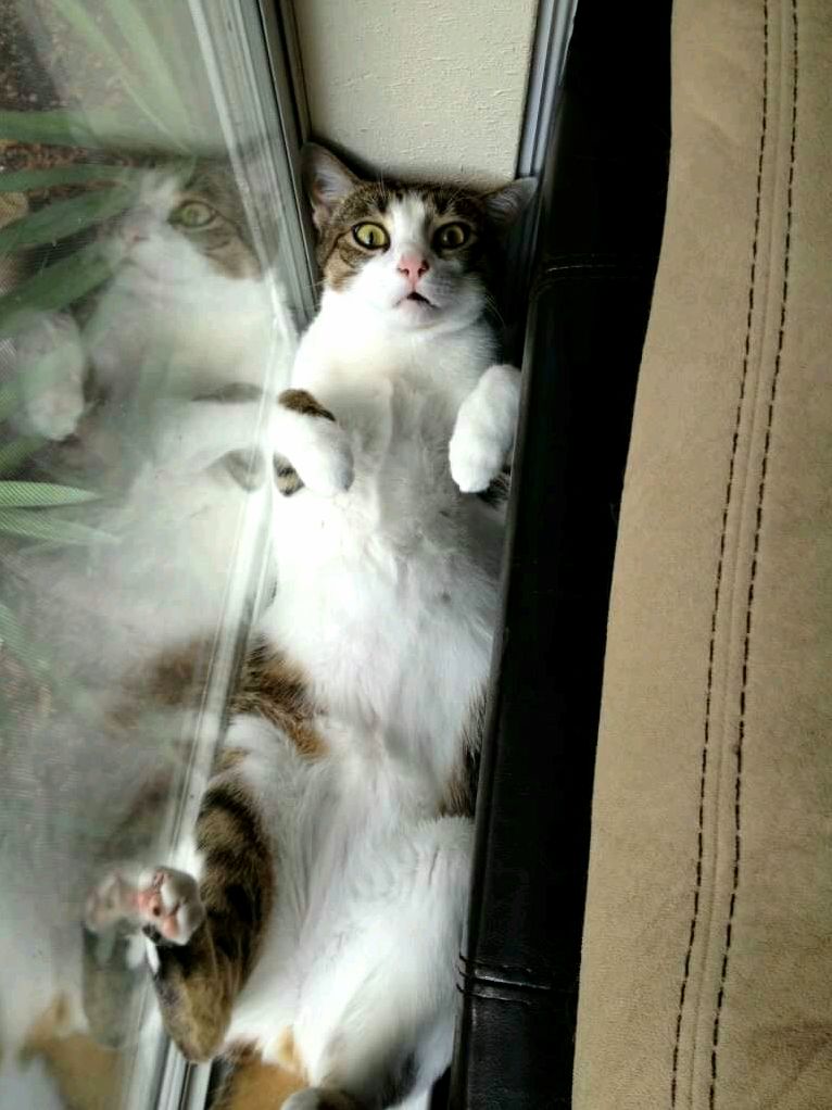 Jack Has an Expressive Face. Hes My Derpy Darling.