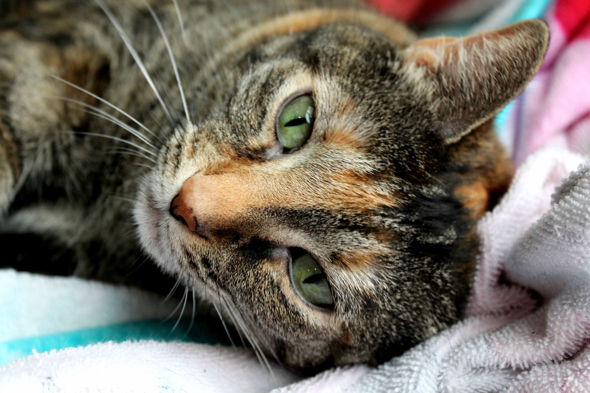 Just Bought Myself a New Camera and Took a Picture of My Cat Audrey.